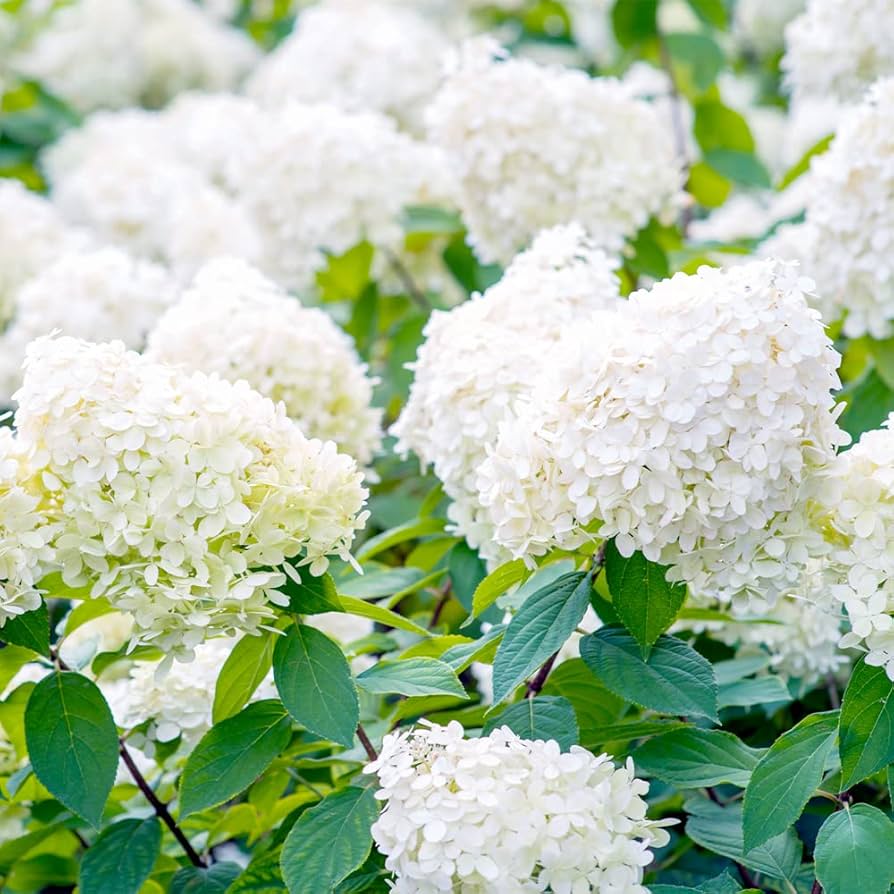 Hydrangea Paniculata Seeds for Planting Hydrangea paniculata for ornamental gardens and flower beds Heirloom Non-GMO See