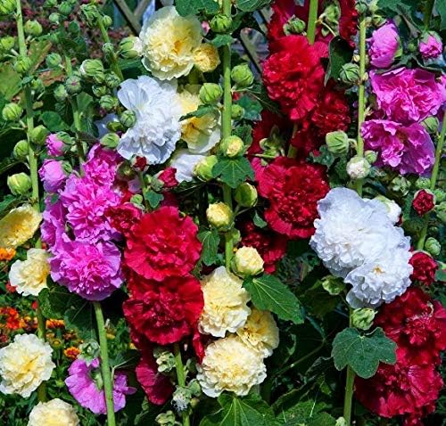 Stockrose Flower Alcea rosea Seeds for Planting in Flower Bed & Garden Heirloom Non-GMO Seeds