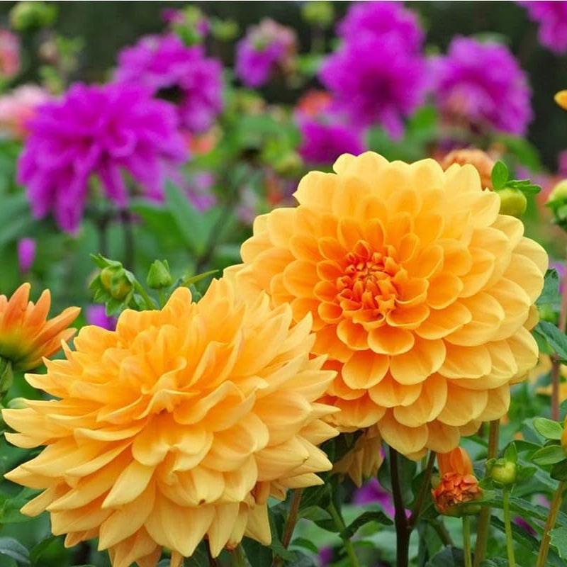 Mixed Dahlia Dahlia pinnata Seeds for Planting Heirloom Non-GMO Seeds