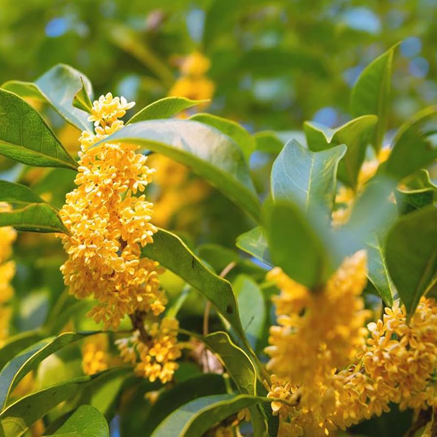 Osmanthus Flower Seeds for Planting Osmanthus Fragrans flower bed scented garden Heirloom Non-GMO Seeds