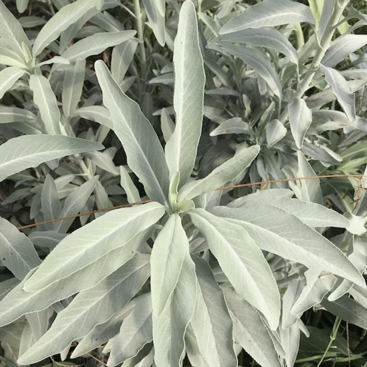 California White Sage Seeds for Planting | Heirloom Non-GMO Herb Seeds for Home Gardens