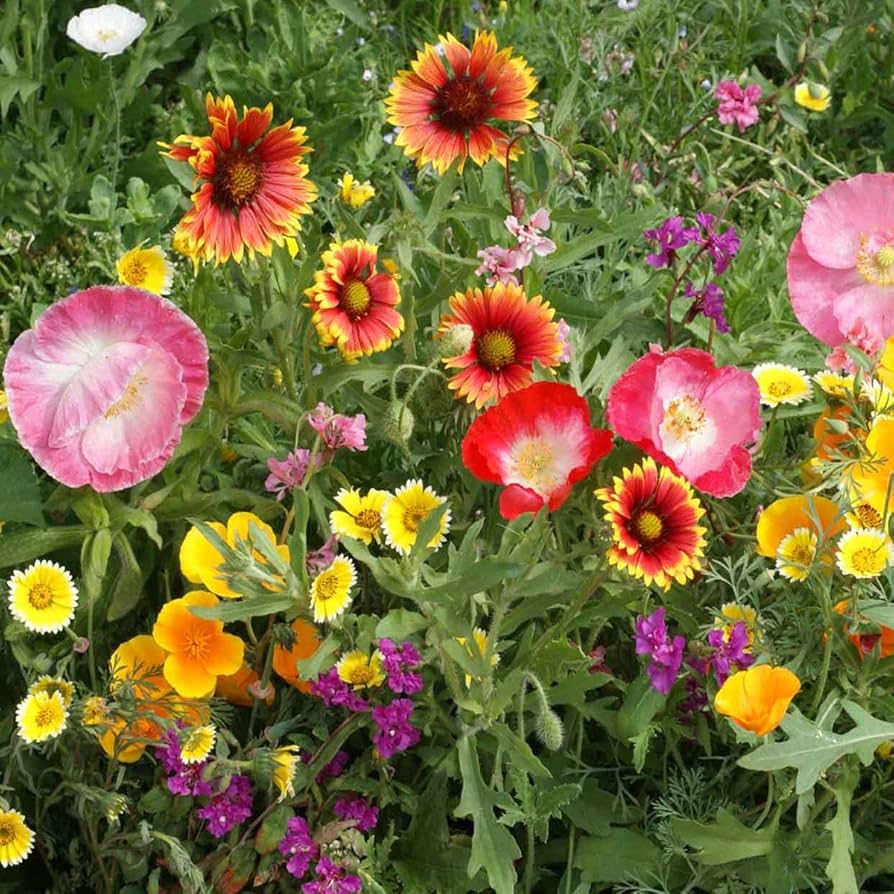 Southwest Wildflower Mixture Various species Seeds for Planting in Wildflower Garden Heirloom Non-GMO Seeds