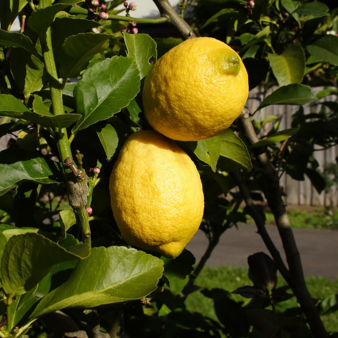 Eureka Lemon Tree Seeds for Planting Citrus limon for home orchards and container gardens Fruit Tree Seeds for Home Gardens, Containers & Outdoor Growing