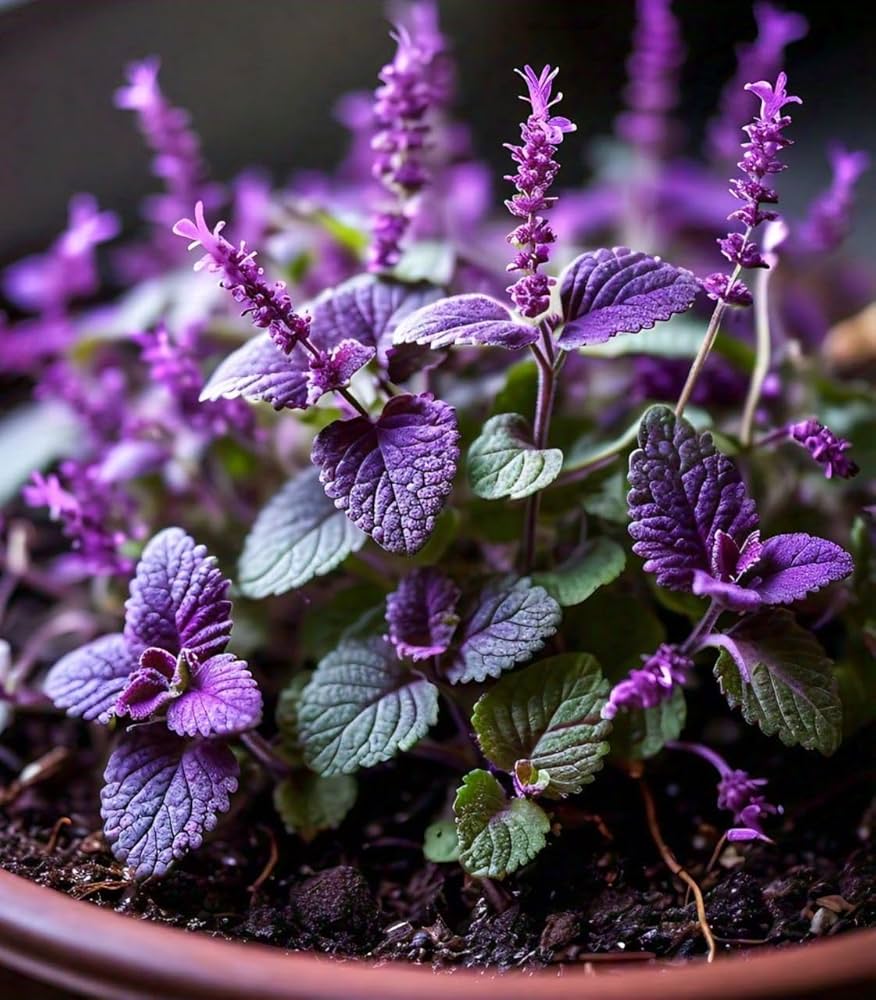 Mosquito-Repelling Flower & Herb Seeds for Planting in Garden & Vegetable Patch Heirloom Non-GMO Seeds