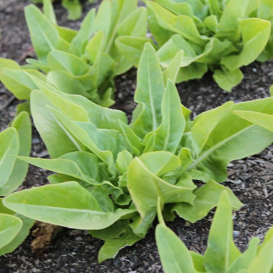 Amish Deer Tongue Lettuce Lactuca sativa Seeds for Planting in Vegetable Patch for Planting, Premium Vegetable Seeds | H