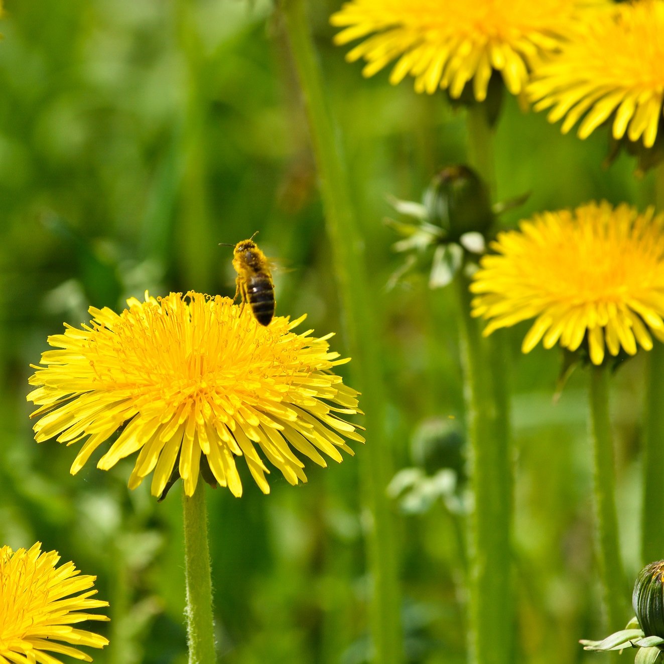Dandelion Taraxacum officinale Leaves Asparagus Seeds for Planting in Vegetable Patch and Garden Heirloom Non-GMO Seeds