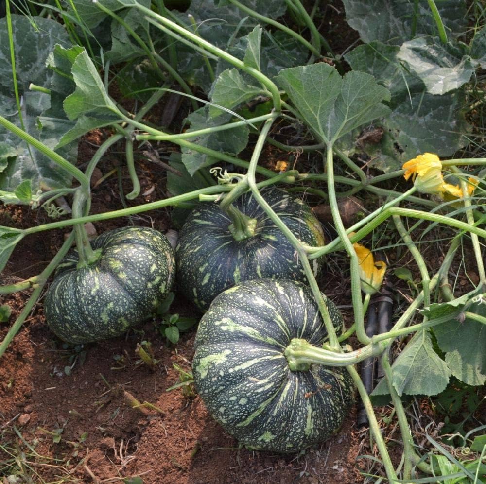 Calabaza Pumpkin Seeds for Planting Cucurbita moschata for large vegetable gardens and open plots for Planting, Premium