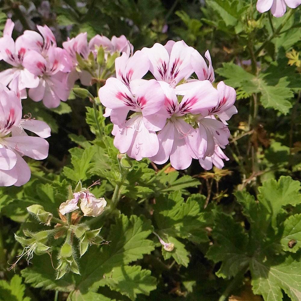Geranium Pelargonium hortorum Seeds for Planting Heirloom Non-GMO Seeds