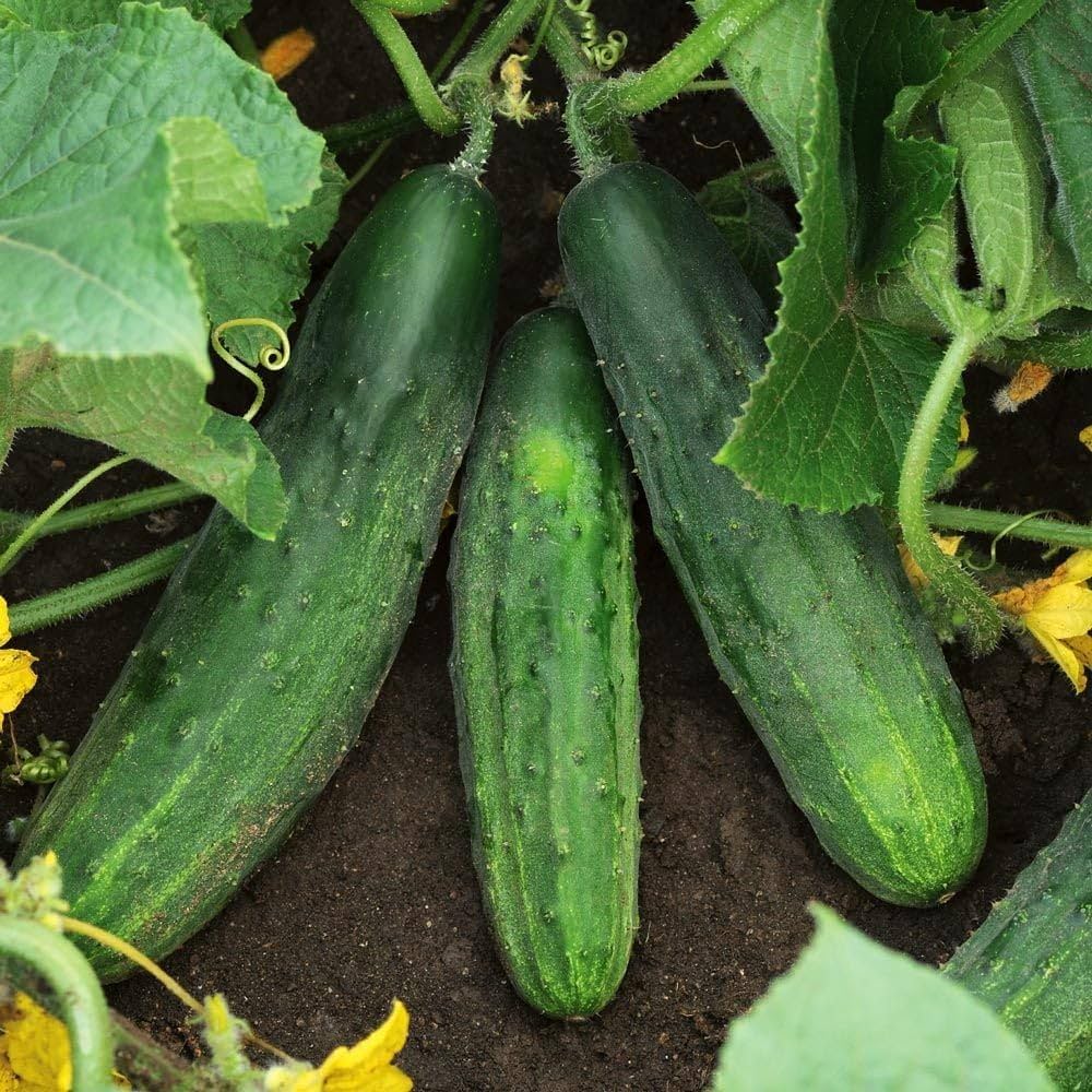 Cucumber Cucumis sativus Vegetable Seeds for Planting for Planting, Premium Vegetable Seeds | Heirloom Non-GMO