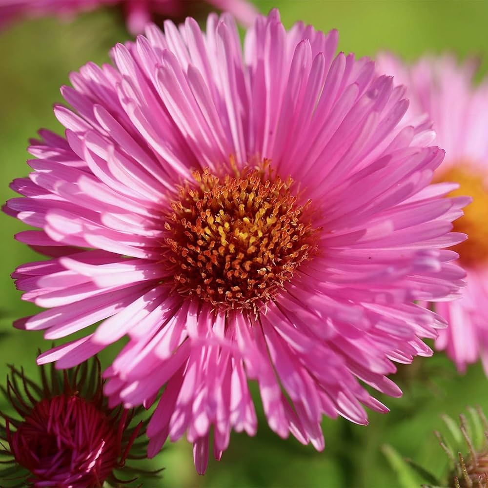 Aster Seeds for Planting Aster Amellus flower bed border garden Heirloom Non-GMO Seeds