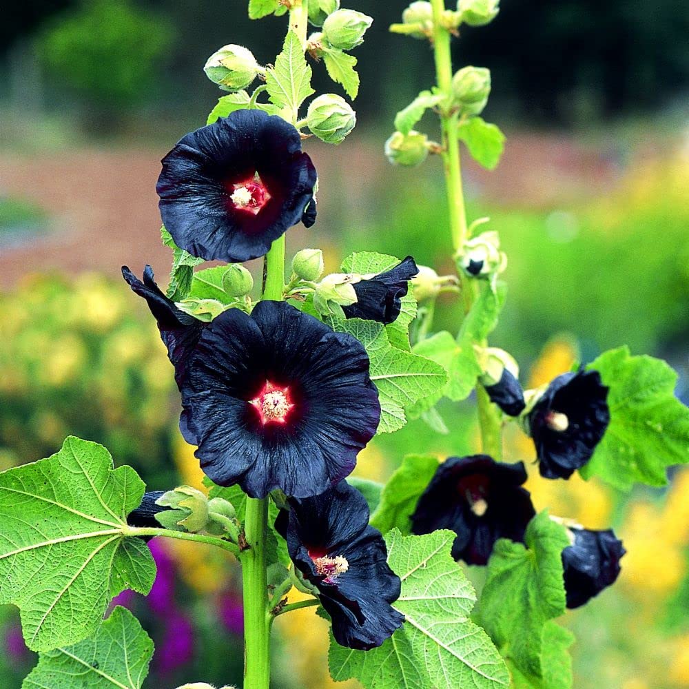 Hollyhock Flower Alcea rosea Seeds for Planting urban garden home garden Heirloom Non-GMO Seeds