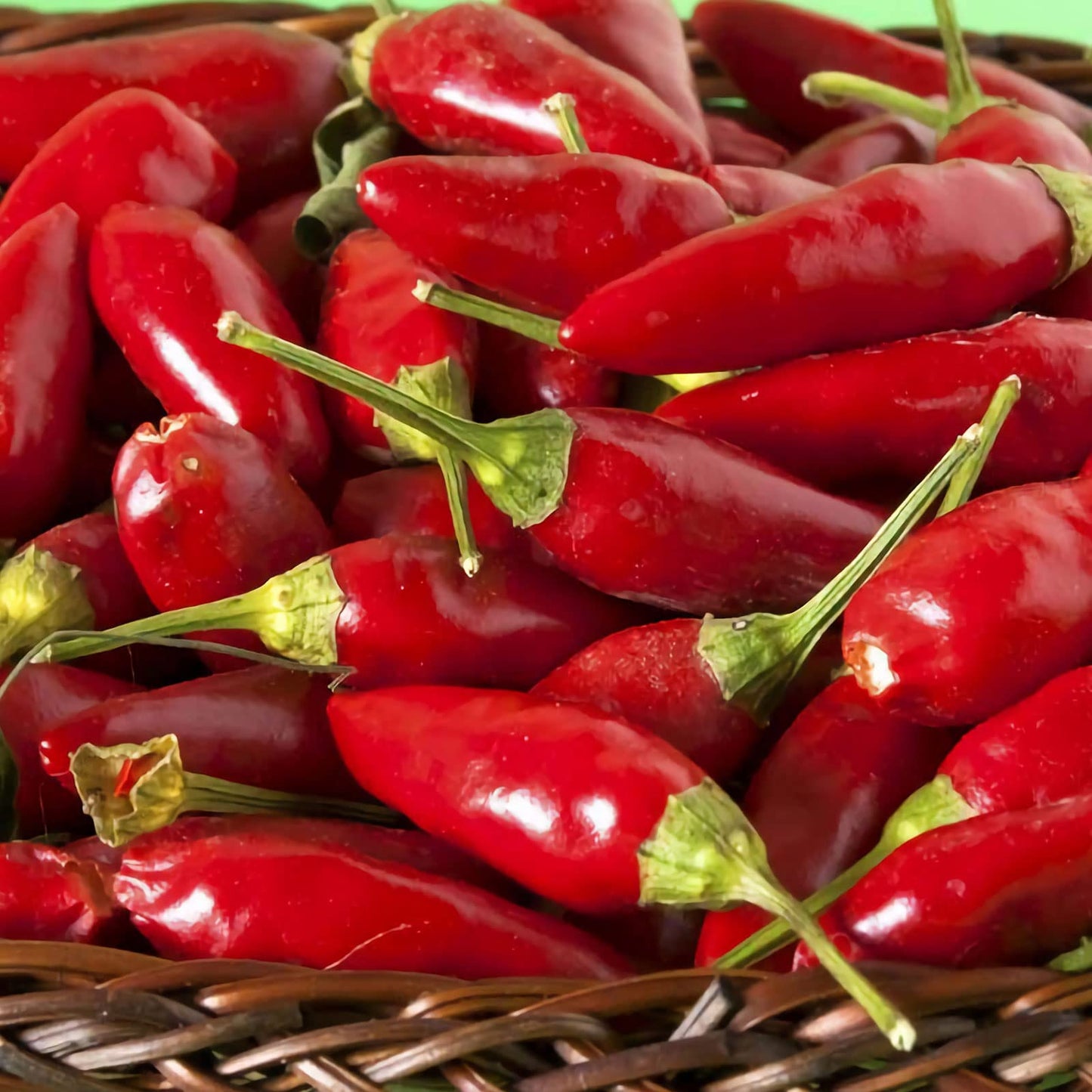Thai Sun Hot Pepper Capsicum annuum Seeds for Planting, Premium Vegetable Seeds | Heirloom Non-GMO