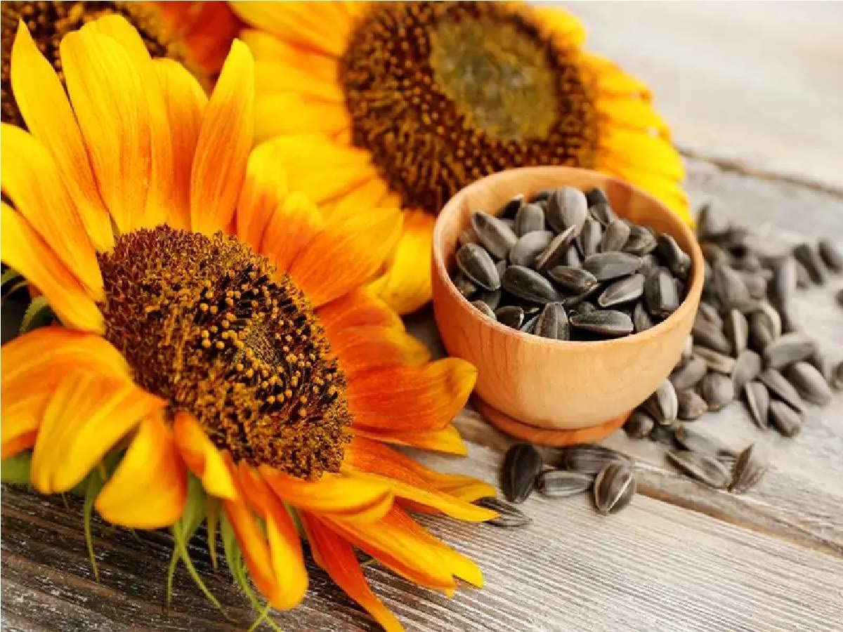 Sunflower Helianthus annuus Seeds for Planting in Garden Heirloom Non-GMO Seeds