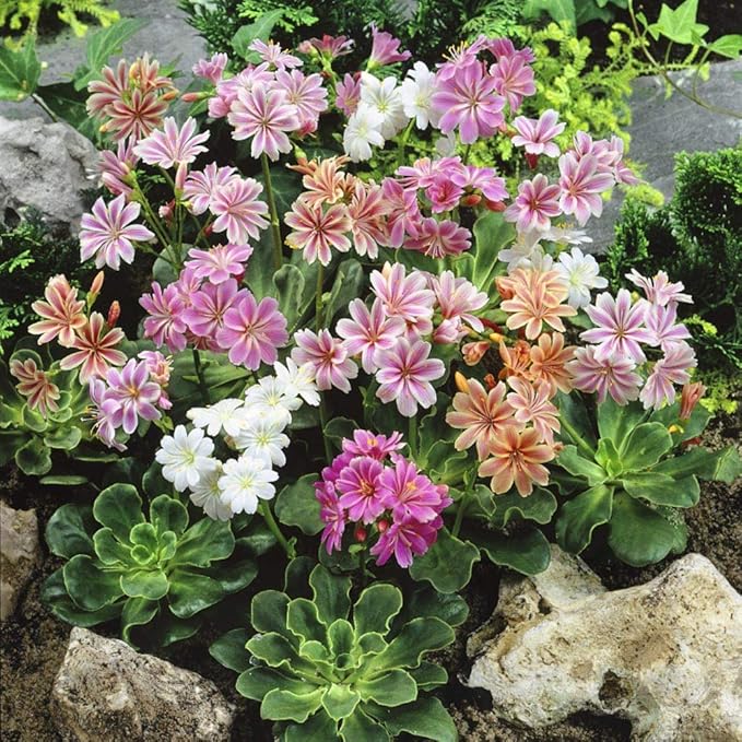 Strain Flower Cineraria spp. Seeds for Planting in Flower Bed & Urban Garden Heirloom Non-GMO Seeds