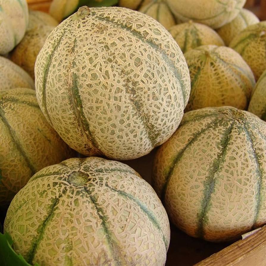 Sweet Melon Fruit Cucumis melo Seeds for Planting in Vegetable Patch & Garden Fruit Seeds for Home Gardens, Raised Beds & Outdoor Growing