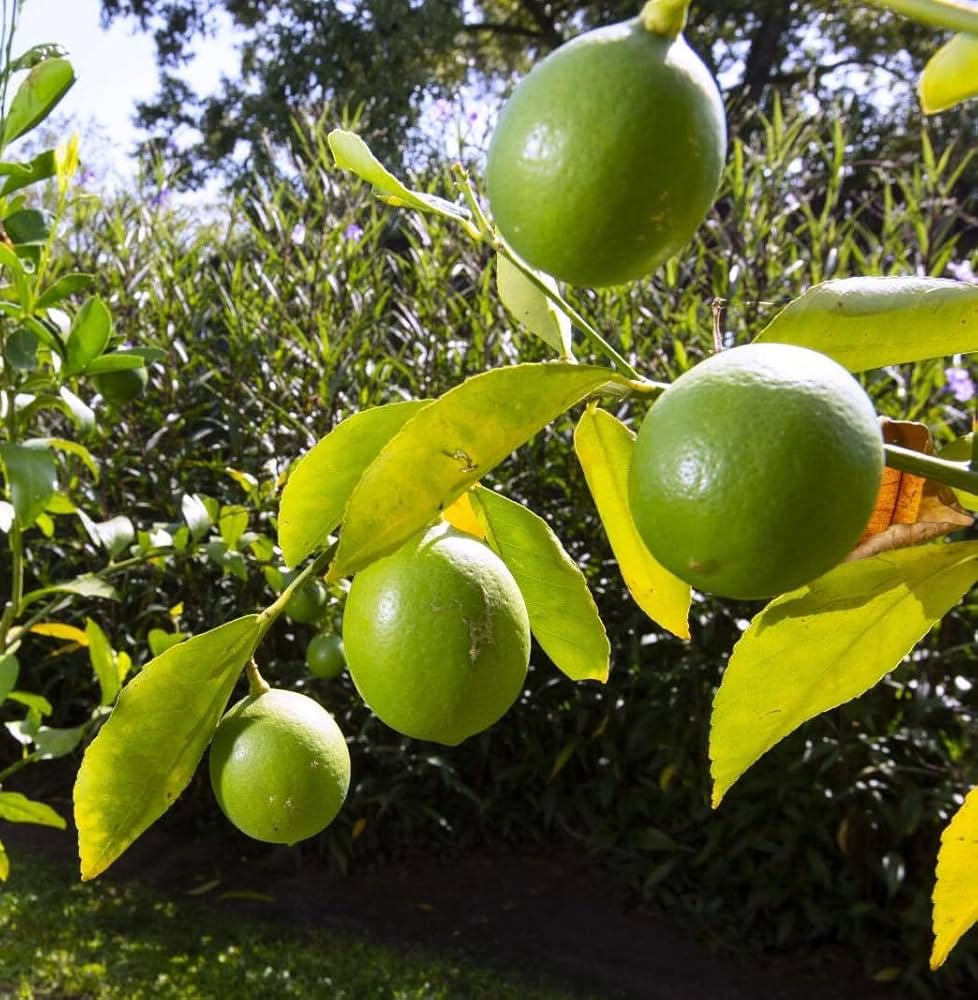 Lime Dwarf Tree Seeds for Planting Citrus aurantiifolia for home gardens and ornamental landscapes Heirloom Non-GMO Seed