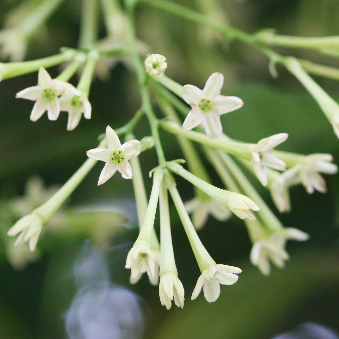 Night Blooming Star Jasmine Cestrum nocturnum Flowers for Planting in Garden and Night Garden Heirloom Non-GMO Seeds