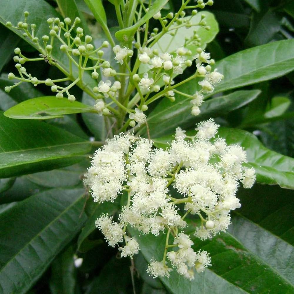Trinidad Allspice Pimenta dioica Seeds for Planting in Herb Garden | Heirloom Non-GMO Herb Seeds for Home Gardens