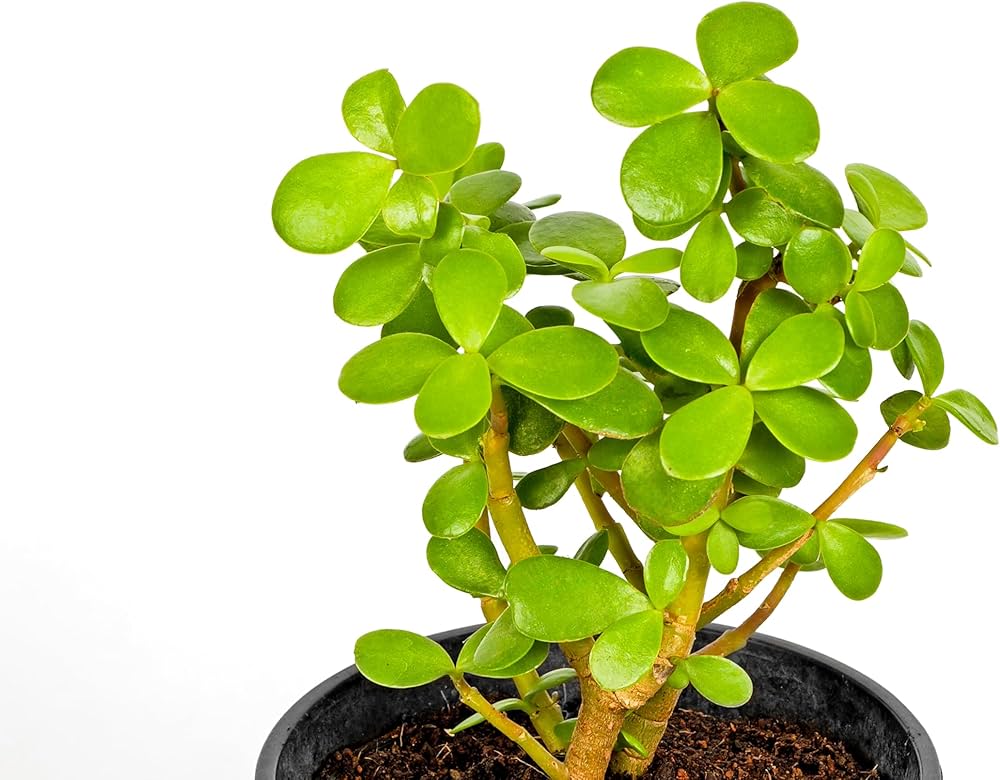 Crassula Ovata Crassula ovata Succulent Plant Seeds for Planting in Succulent Garden Heirloom Non-GMO Seeds