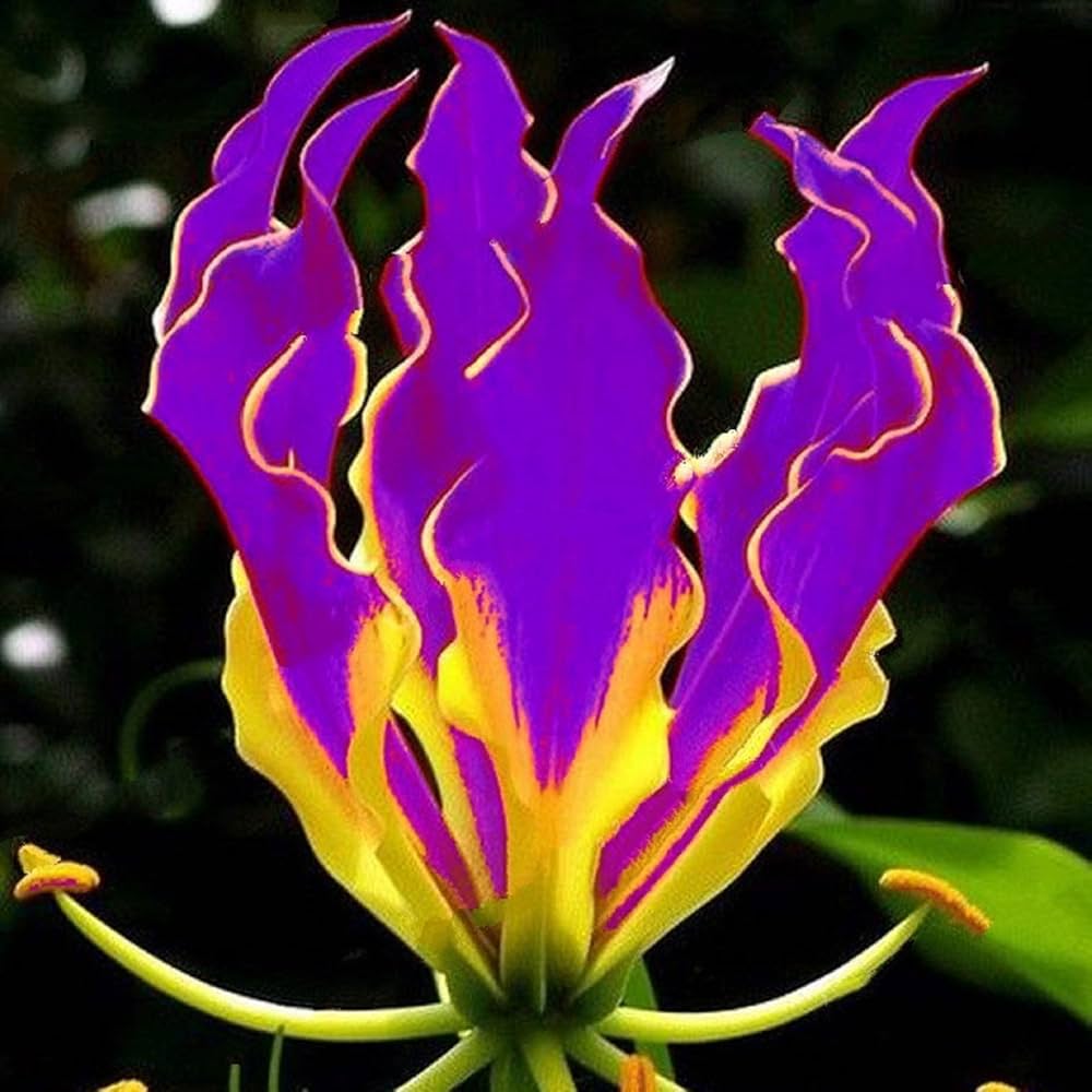 Gloriosa Lily Gloriosa superba Plant Seeds for Planting for Flower Bed Heirloom Non-GMO Seeds