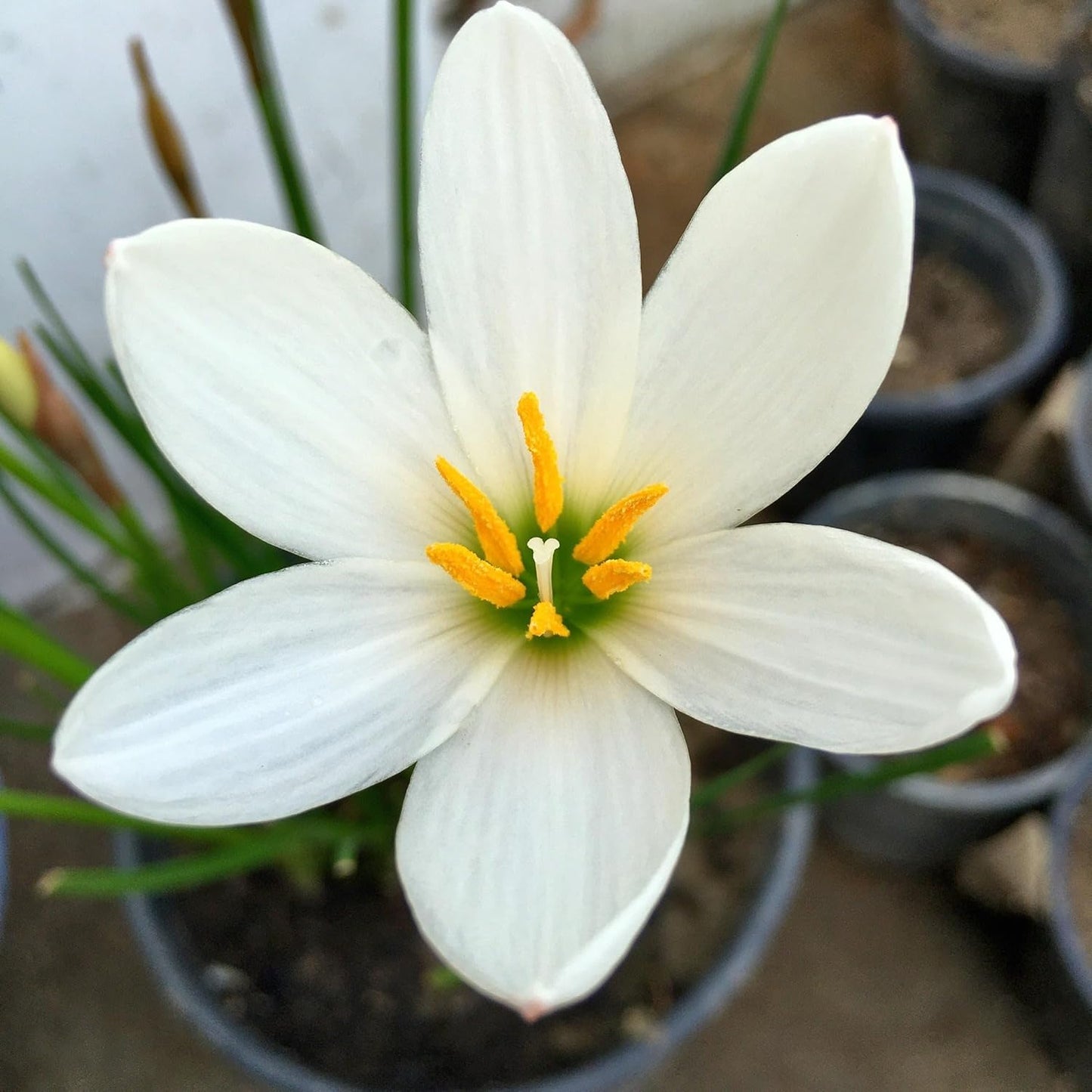 Rain Lily Zephyranthes spp. Seeds Mix for Planting in Urban Gardens Heirloom Non-GMO Seeds