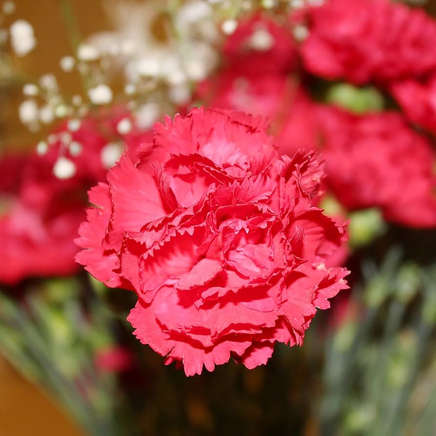 Dianthus Dianthus Caryophyllus Seeds for Planting Heirloom Non-GMO Seeds