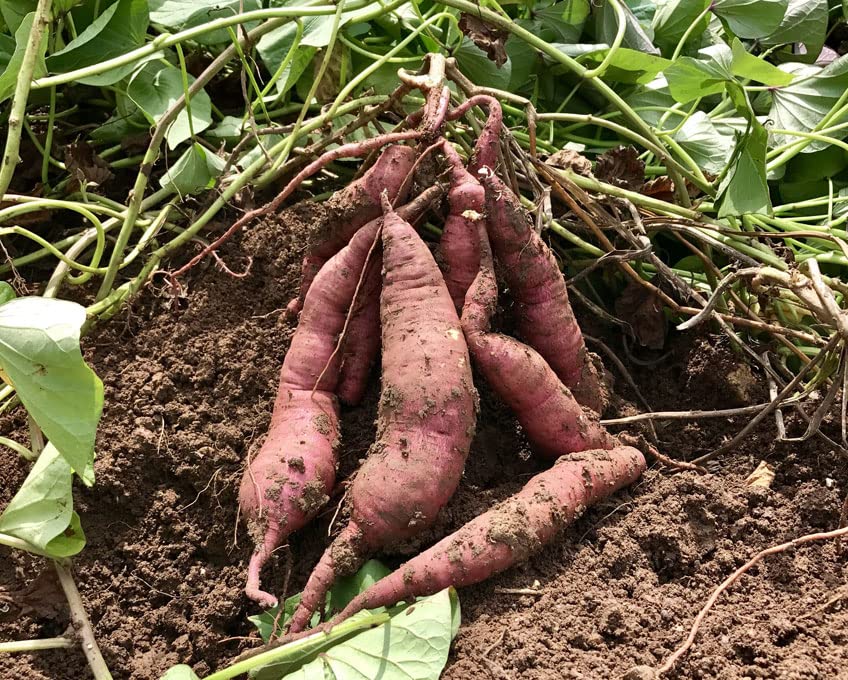 Giant Sweet Potato Ipomoea batatas Vegetable Seeds for Planting in Vegetable Patch for Planting, Premium Seeds | Heirloo
