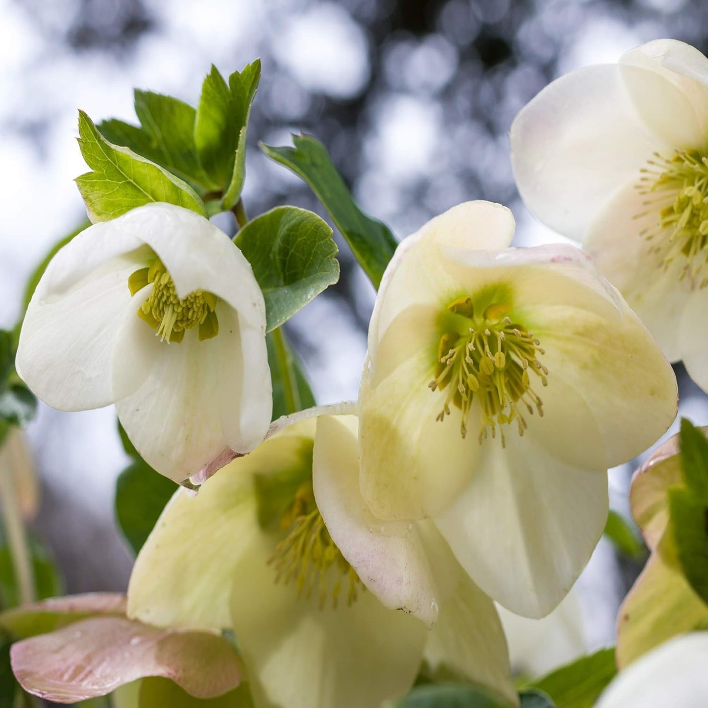 Helleborus Lenten Rose Flower Seeds for Planting Heirloom Non-GMO Seeds