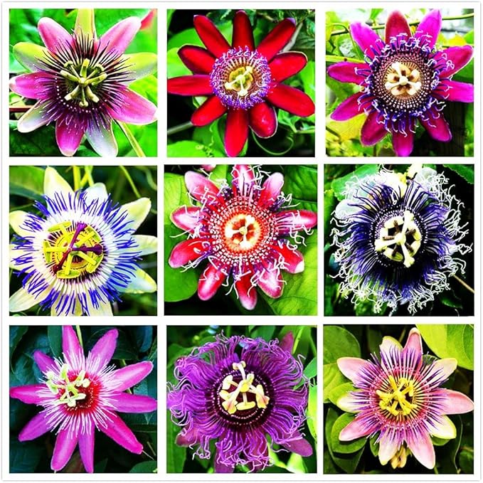 Passion Flower Passiflora spp Flower Seeds for Planting in Garden Heirloom Non-GMO Seeds