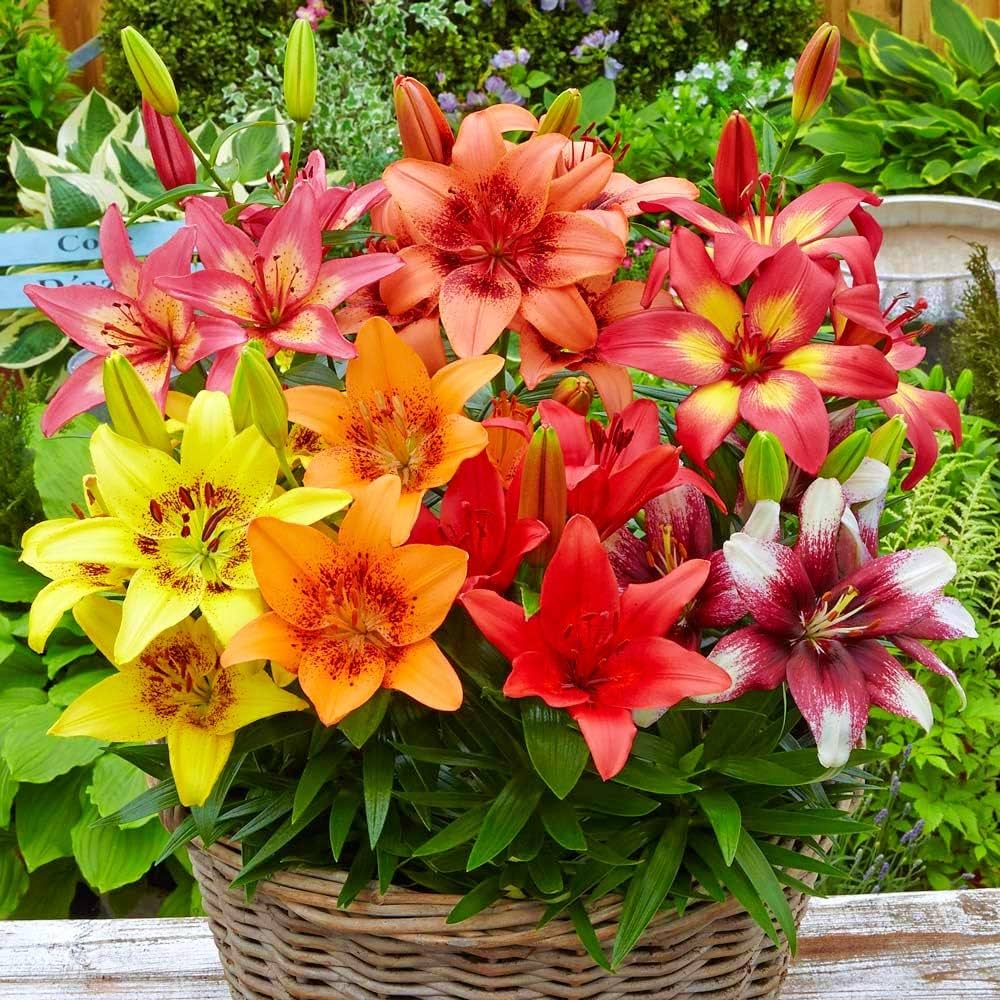 Elegant Lily Plant Seeds Lilium for Planting in Garden & Flower Bed Heirloom Non-GMO Seeds