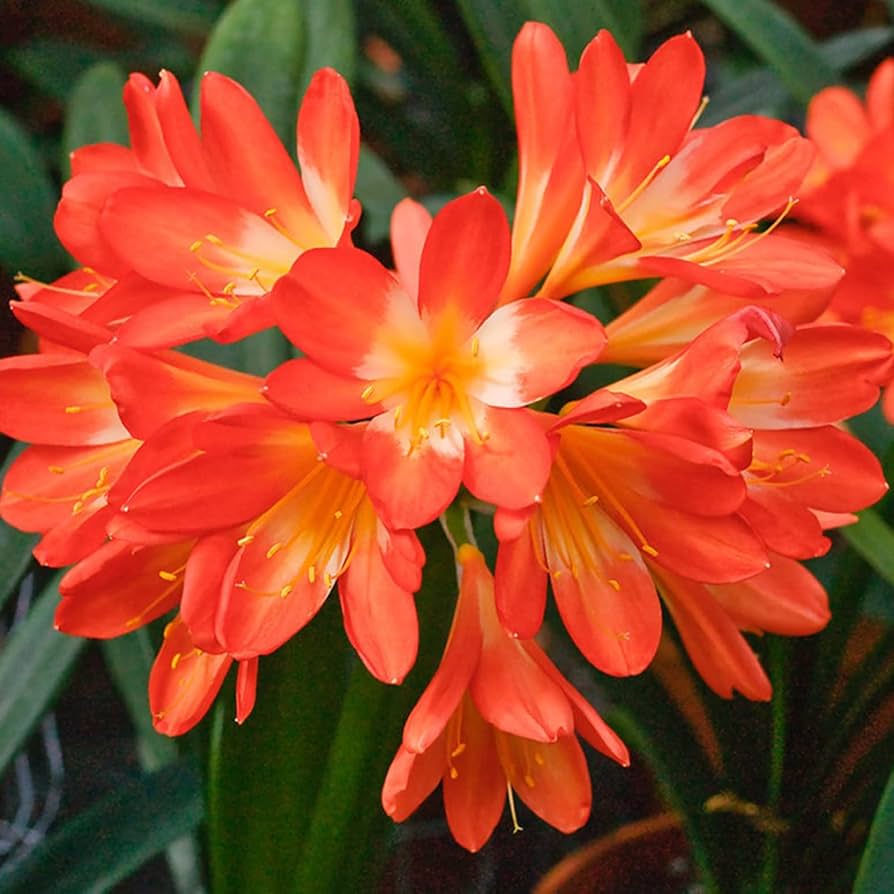Rainbow Clivia Clivia miniata Seeds for Planting Heirloom Non-GMO Seeds