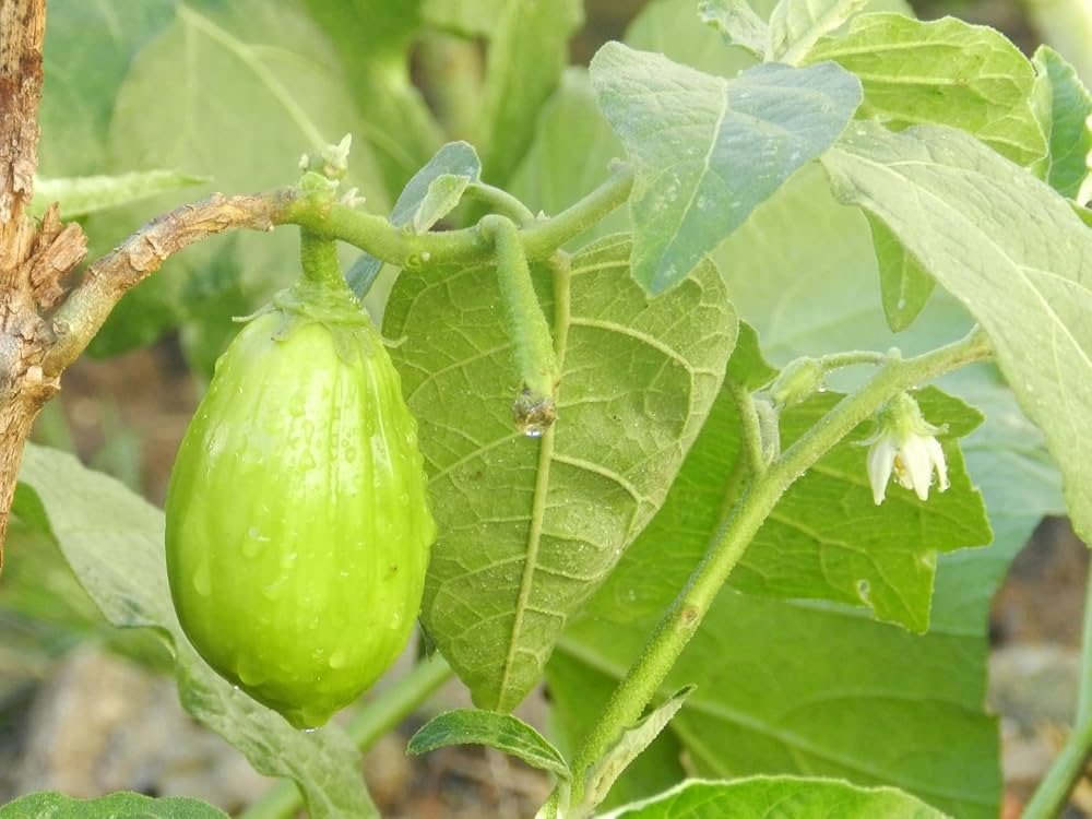 Epic Eggplant Seeds for Planting Solanum melongena for vegetable patch and home gardens for Planting, Premium Vegetable