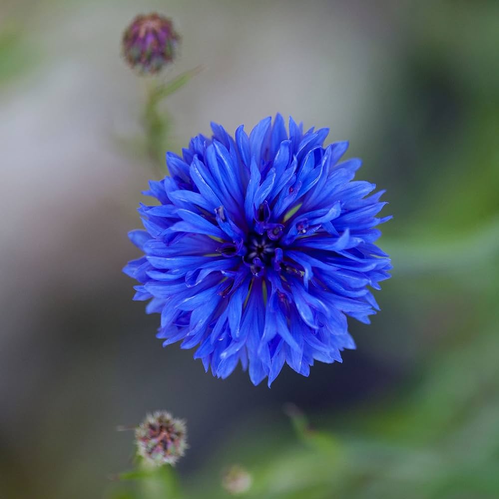 Light Blue Cornflower Seeds Centaurea cyanus for Planting in Garden & Flower Bed Heirloom Non-GMO Seeds