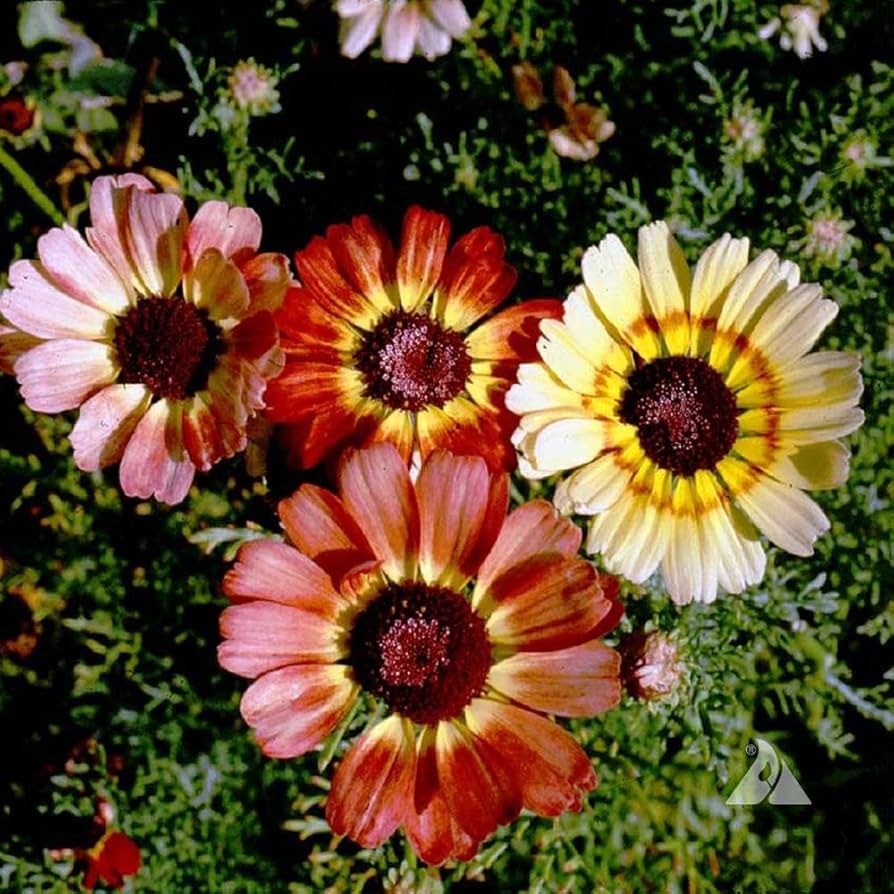 Painted Daisy Chrysanthemum Flower Seeds for Planting Heirloom Non-GMO Seeds