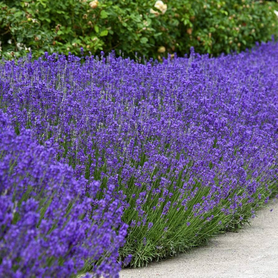 True Lavender Seeds for Planting Lavandula angustifolia for herb gardens and flower beds | Heirloom Non-GMO Flower Seeds for Home Gardens