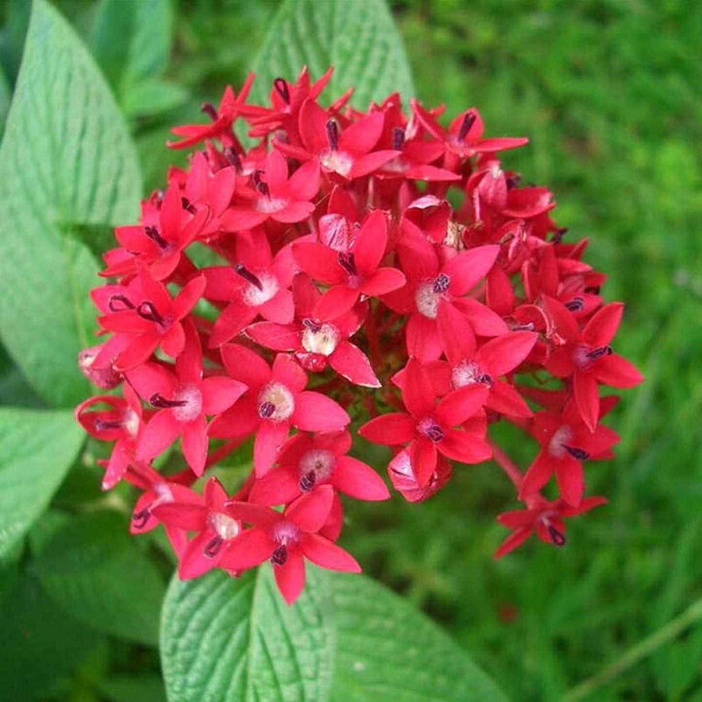 Pentas Lanceolata Flower Seeds for Planting in Flower Bed Heirloom Non-GMO Seeds