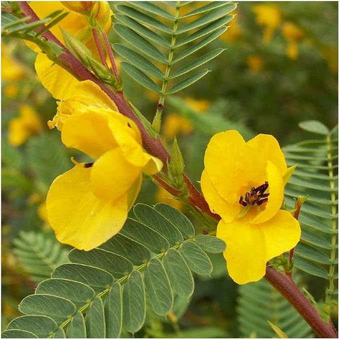 Partridge Pea Chamaecrista fasciculata Seeds for Planting in Flower Bed & Garden
