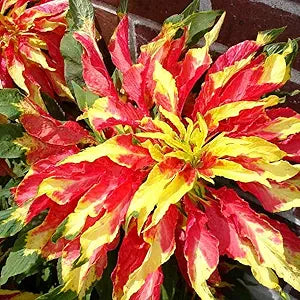 Amaranthus Tricolor Amaranthus spp Plant Seeds for Planting in Flower Bed Heirloom Non-GMO Seeds