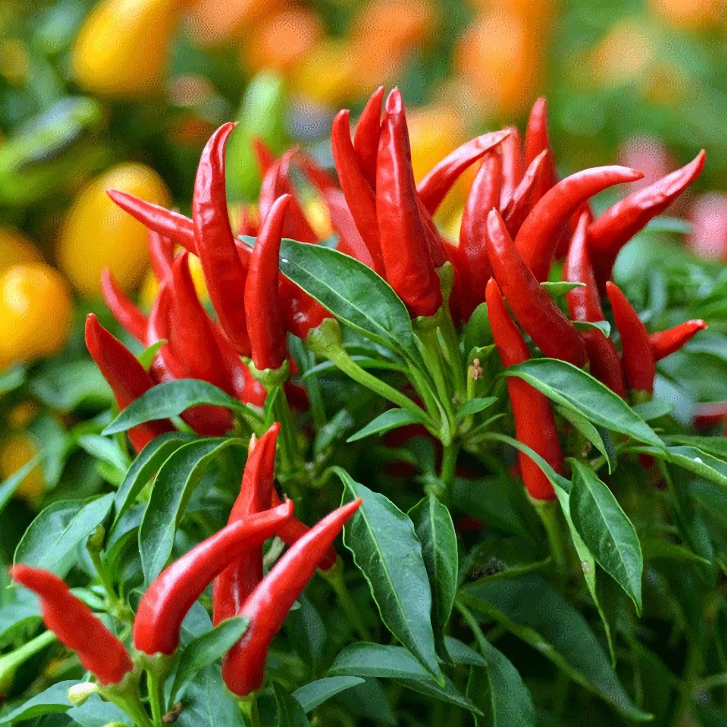 Hawaiian Chili Pepper Capsicum frutescens Seeds for Planting for Planting, Premium Vegetable Seeds | Heirloom Non-GMO