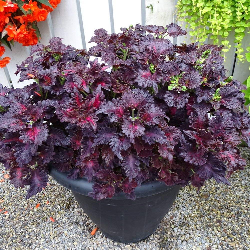 Rainbow Dragon Coleus Coleus blumei Seeds for Planting in Container Garden Heirloom Non-GMO Seeds