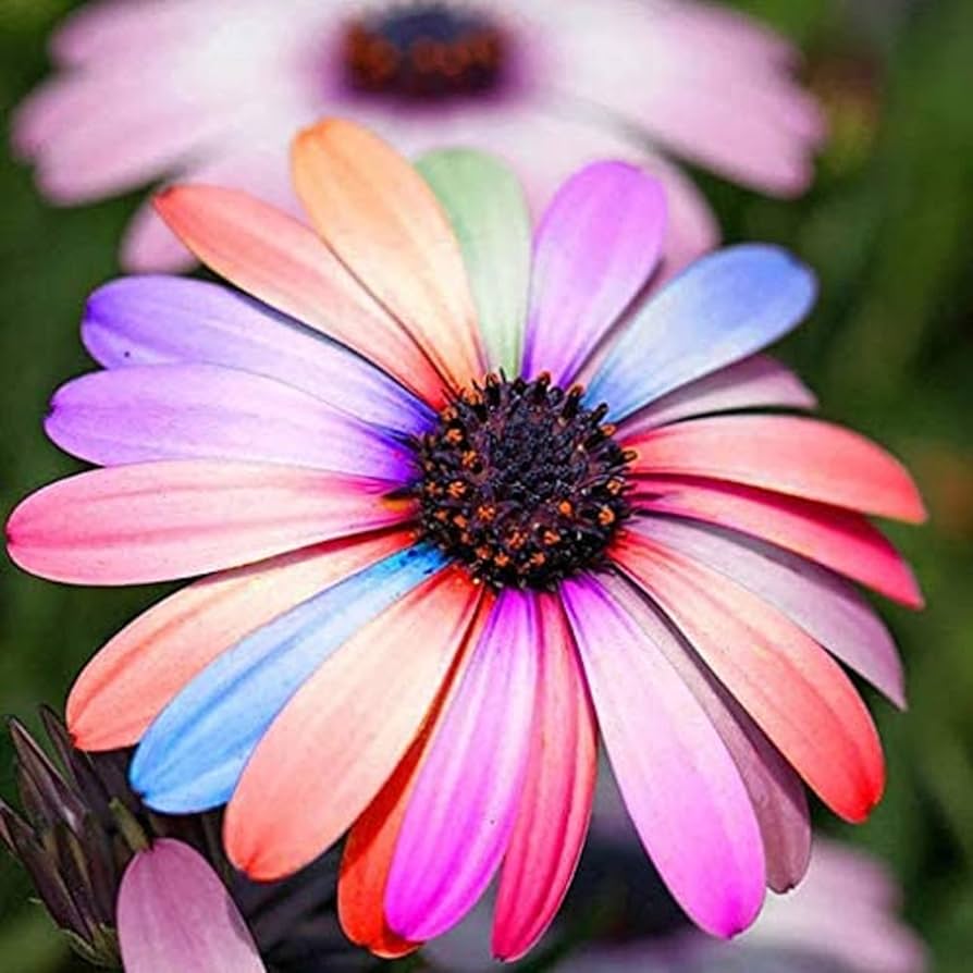 Osteospermum Daisy Osteospermum spp. Seeds for Planting in Flower Bed Heirloom Non-GMO Seeds