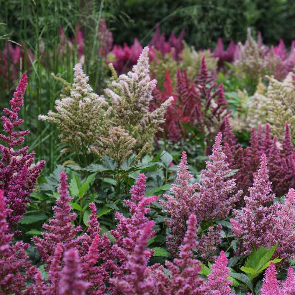 Astilbe Astilbe Flower Seeds for Planting in Flower Bed & Garden Heirloom Non-GMO Seeds