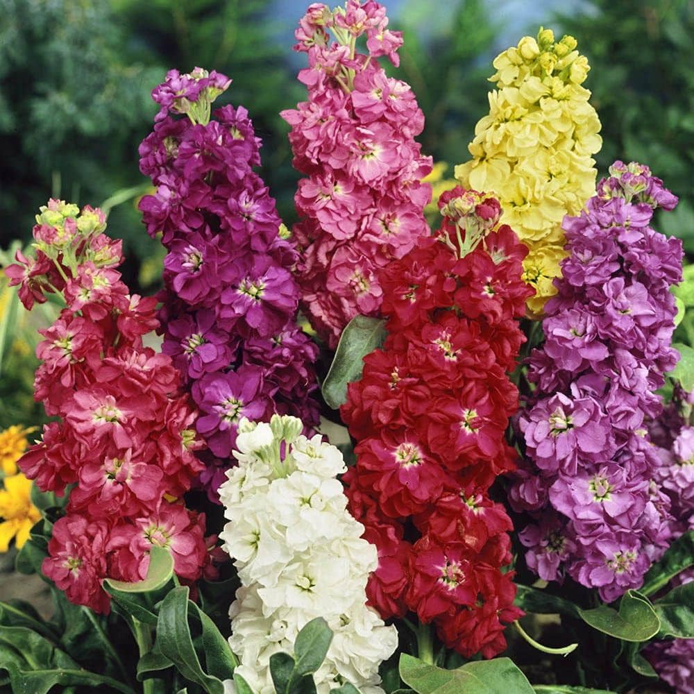 Imperial Blend Matthiola Stock Flower Seeds for Planting Heirloom Non-GMO Seeds