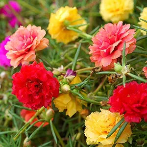 Moss Rose Mixed Flower Portulaca grandiflora Seeds for Planting in Flower Bed & Garden Heirloom Non-GMO Seeds