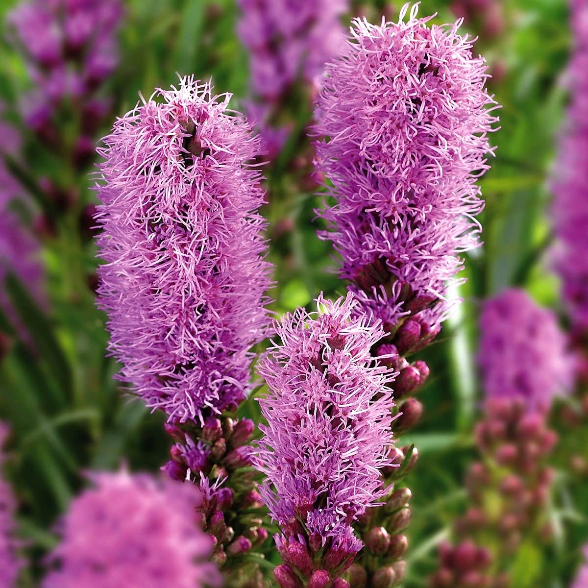 Blazing Star Liatris spicata Seeds for Planting in Flower Bed Heirloom Non-GMO Seeds