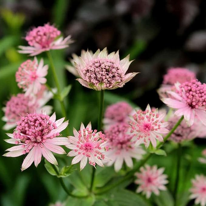 Astrantia Astrantia spp Flower Seeds for Planting in Flower Bed Heirloom Non-GMO Seeds