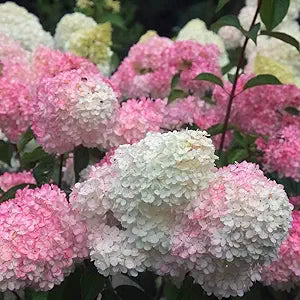 Hydrangea Hydrangea spp. Flower Seeds for Planting in Garden & Flower Bed Heirloom Non-GMO Seeds
