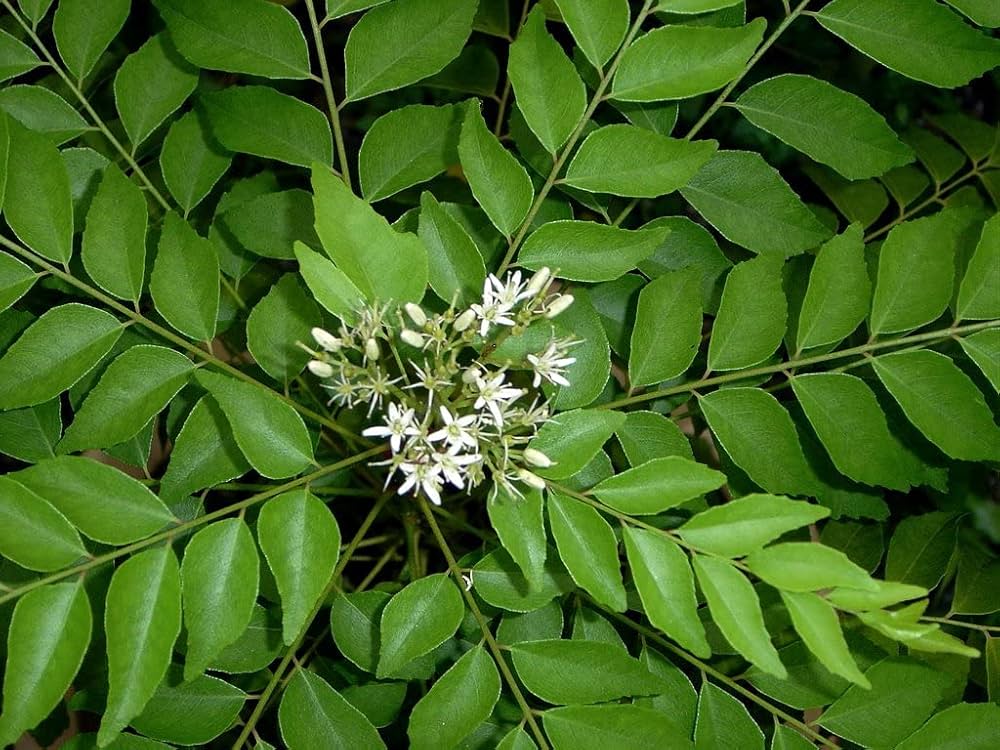Curry Leaf Murraya Koenigii Seeds for Planting Heirloom Non-GMO Seeds