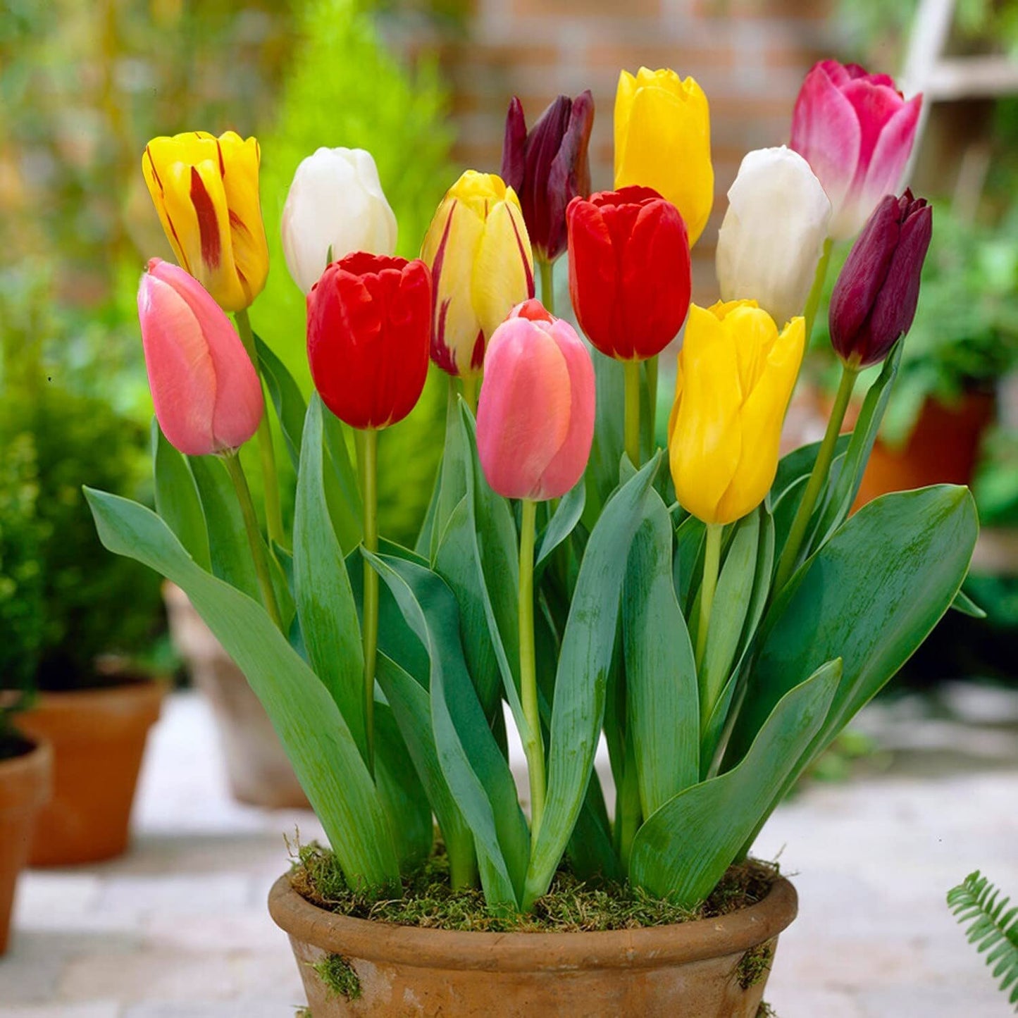 Bonsai Tulip Bulb Flower Seeds for Planting for Miniature Growth Heirloom Non-GMO Seeds