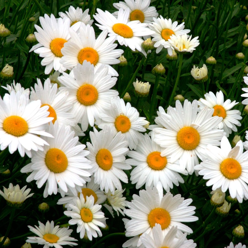 Mini Daisy Bellium minutum Seeds for Planting in Rock Gardens Heirloom Non-GMO Seeds